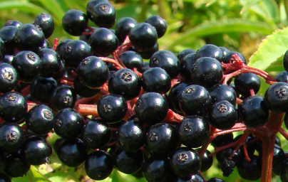 Črni ribez (Ribes nigrum) Črni ribez (Ribes nigrum)